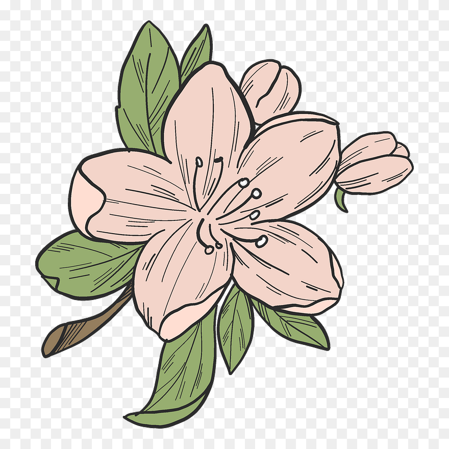 Apple Tree Flower Clipart - Lily - Png Download