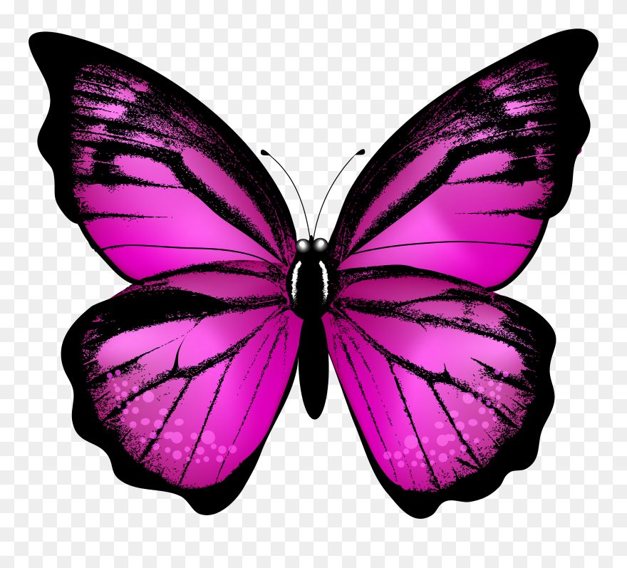 Butterfly Clipart Pink - Png Download