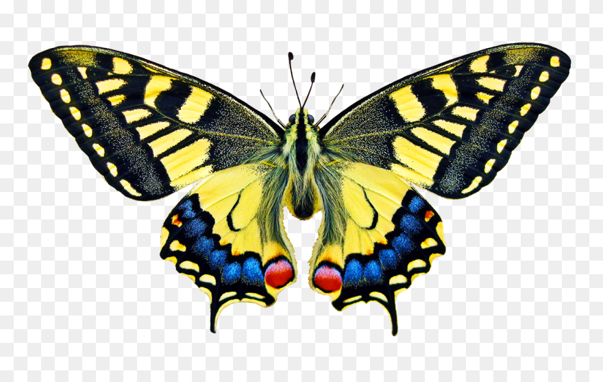 Swallowtale Butterfly Clipart - Old World Swallowtail Png Transparent Png