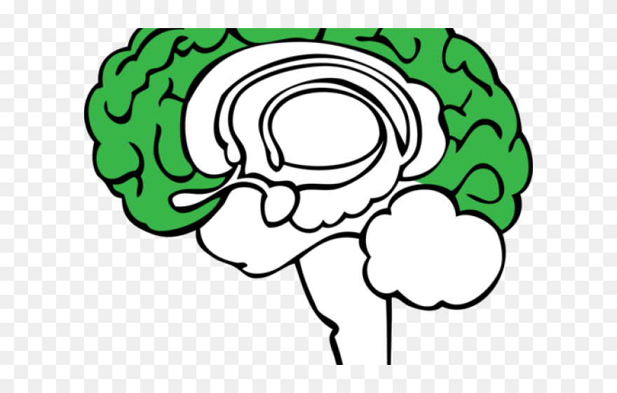 Brain Clipart Plant - Blank Limbic System Diagram - Png Download