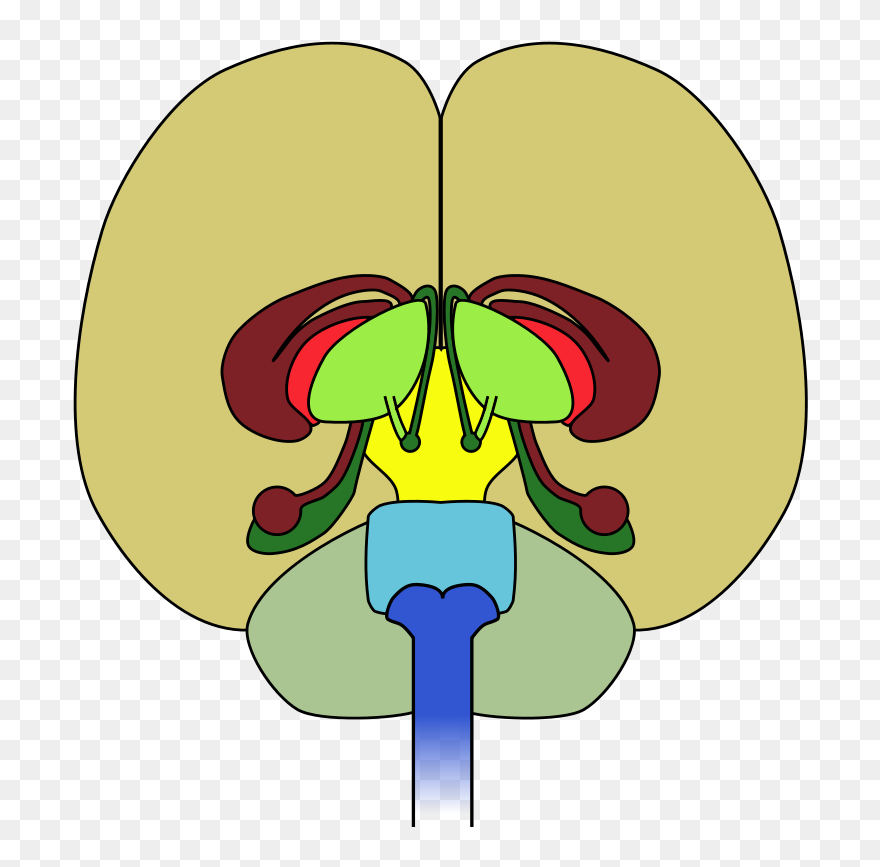 Brain-front View Clip Art Download - Diagram Of The Brain Front View - Png Download