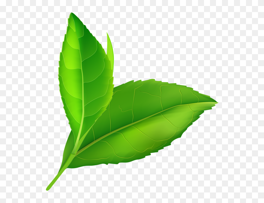 03 Leaf Clip Art - Transparent Background Green Leaf Png