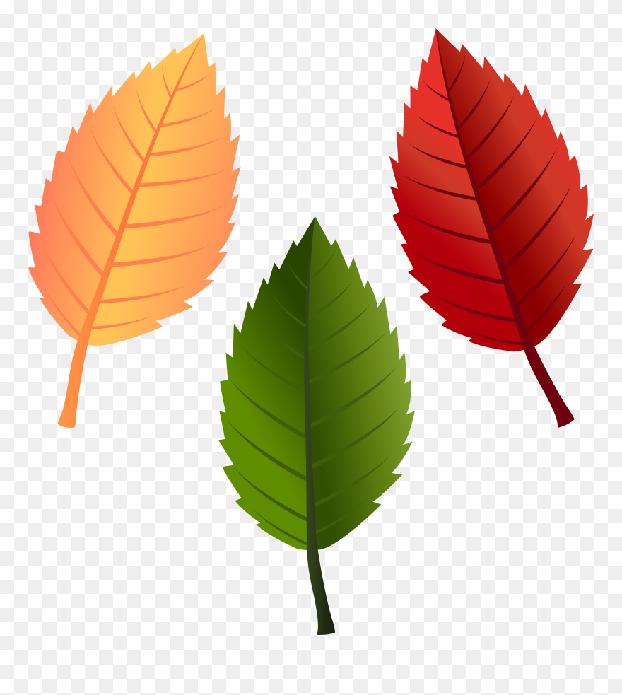 Clipart Leaves To Color - Png Download