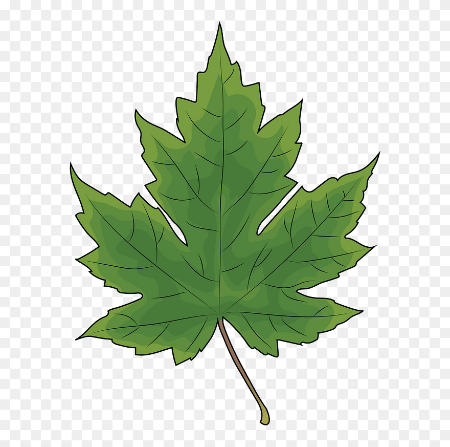 Maple Leaf Clipart - Tree Leaf Silhouette Png Transparent Png