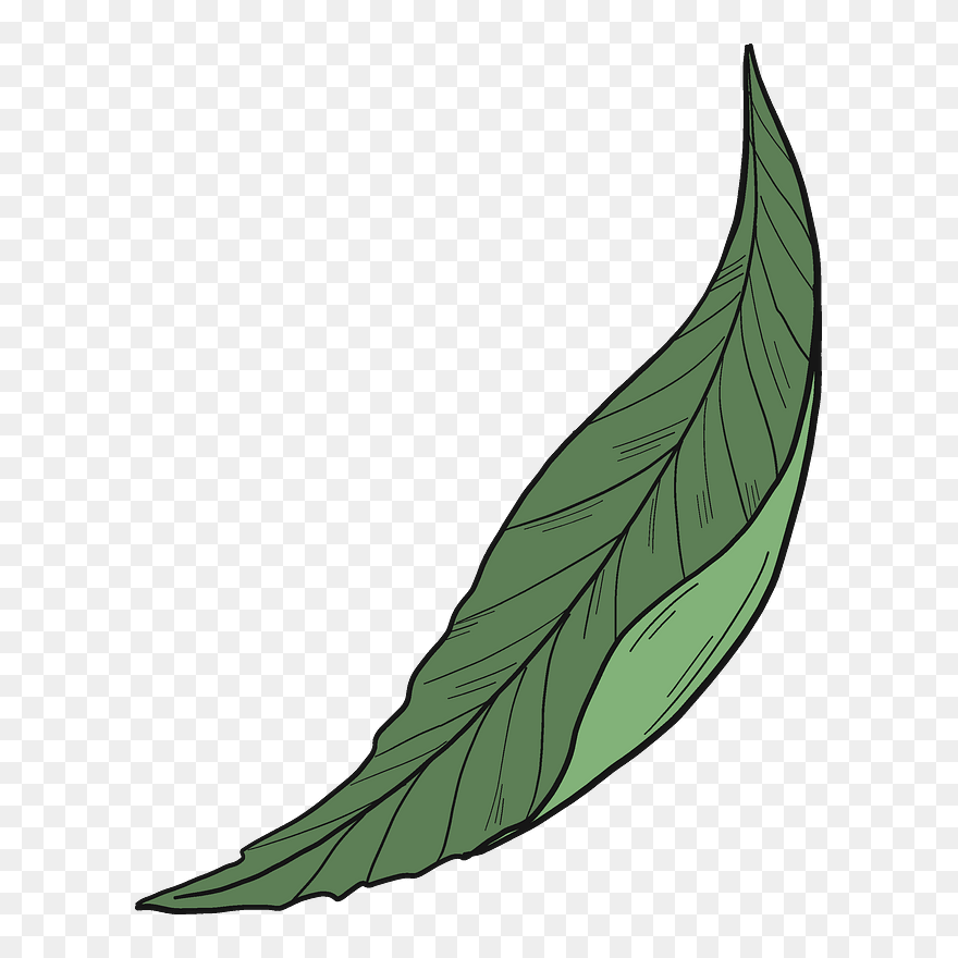 Peach Leaf Clipart - Png Download