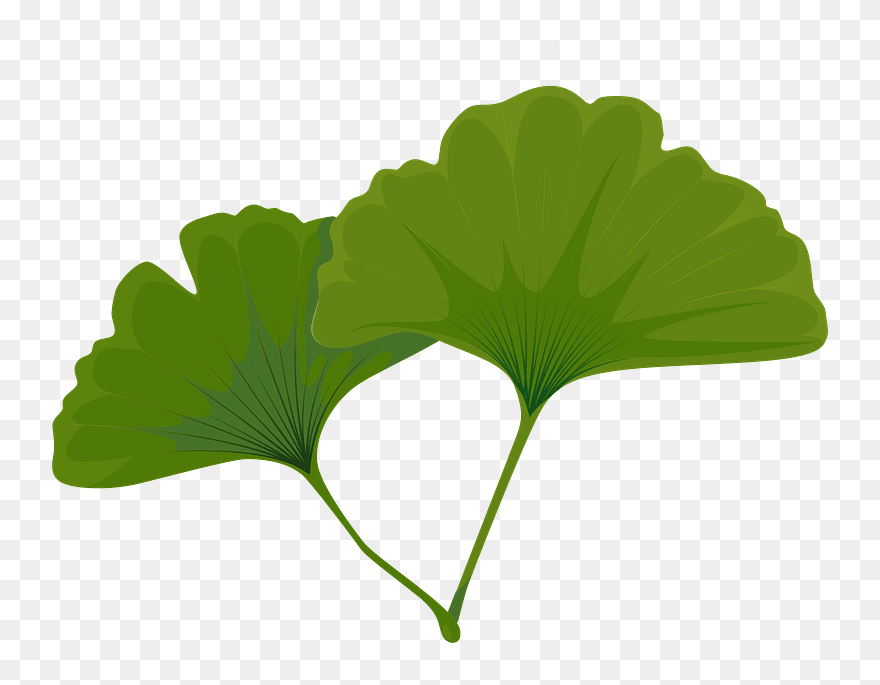 Maidenhair Tree Green Leaf Clipart - Maidenhair Tree - Png Download