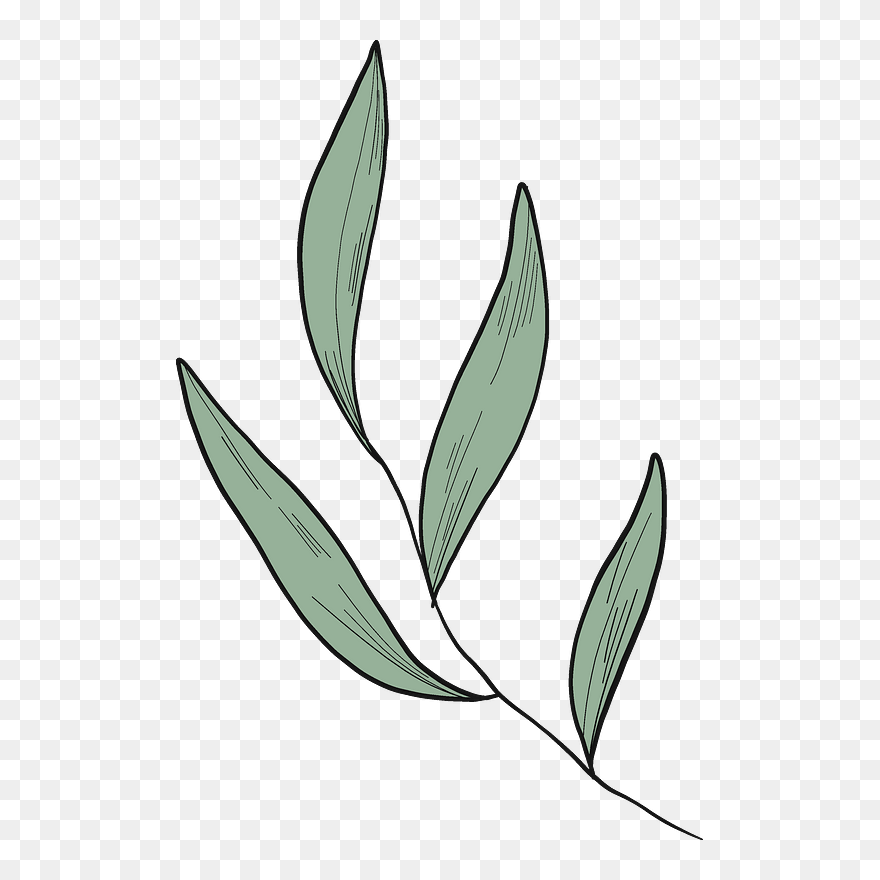 Eucalyptus Leaves Clipart - Png Download