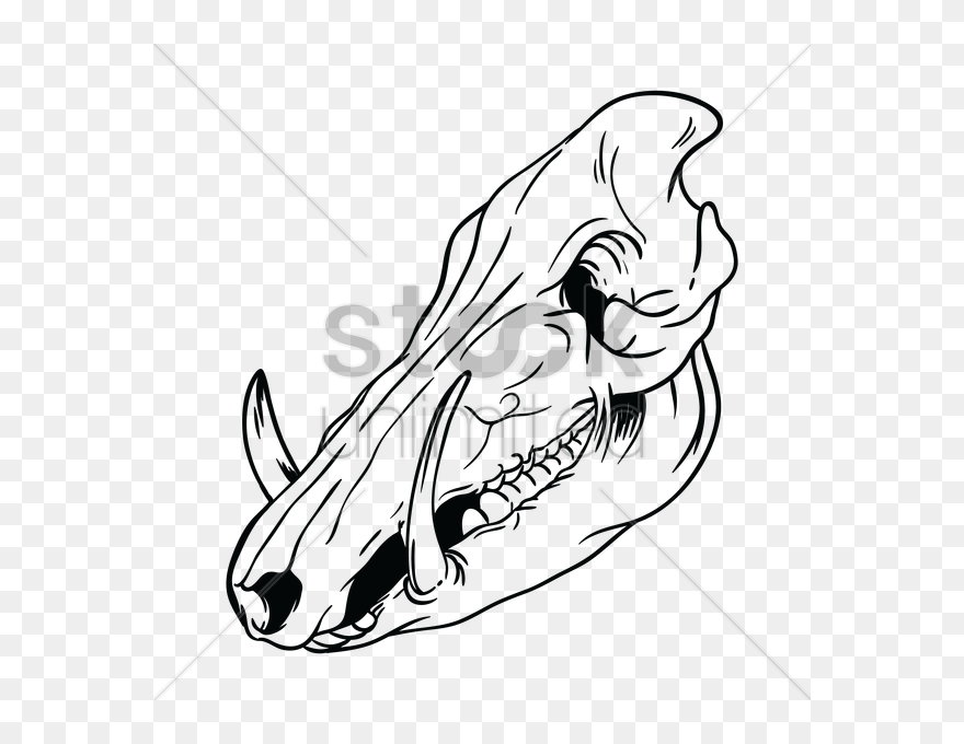 Pig Clipart Skull - Wild Boar Drawing Skull - Png Download