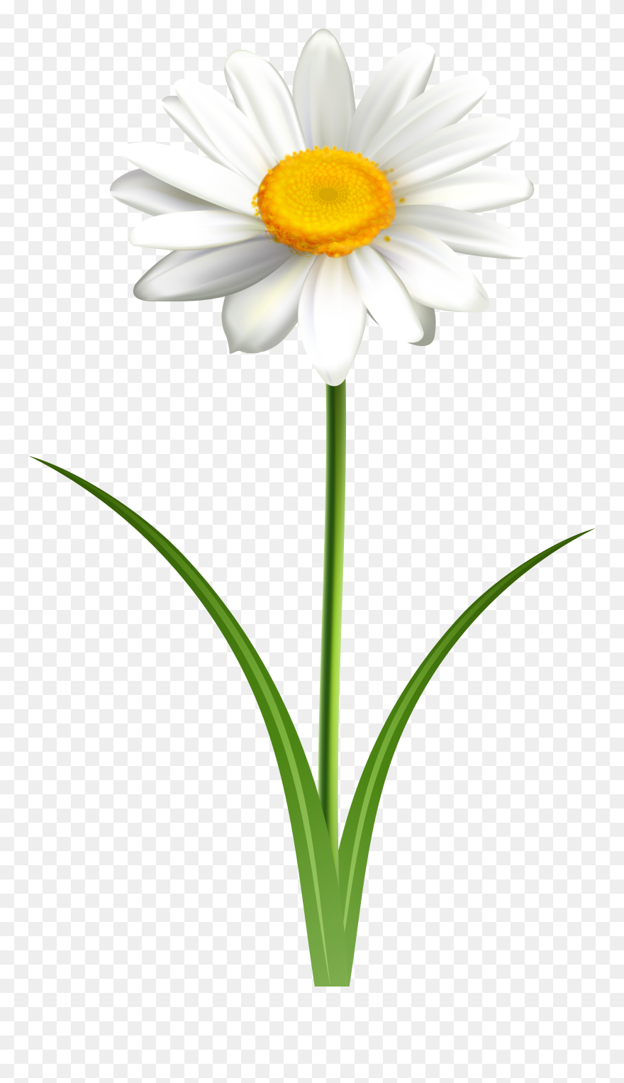Daisy Vector Png - Daisy Clipart Transparent Png