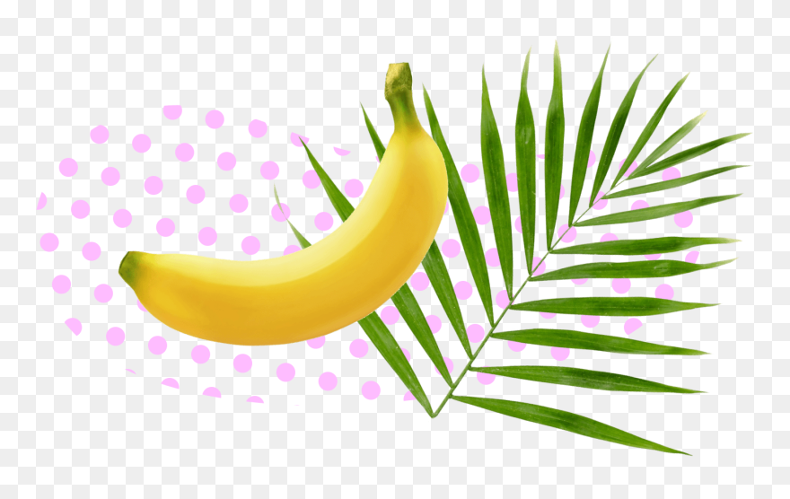 Saba Banana Clipart