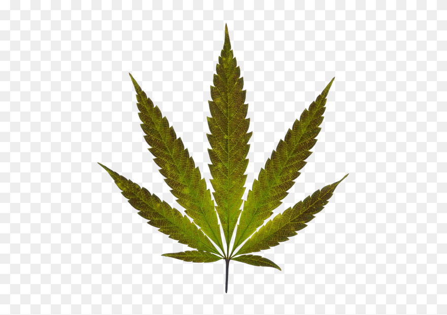Marijuana Leaf Png Clipart