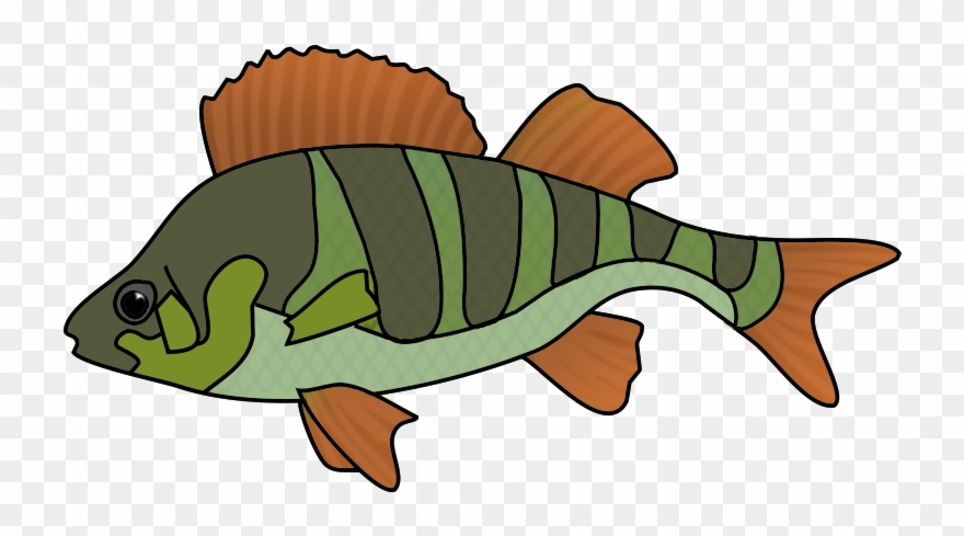 Green Orange Fish Drawing - Fish Drawing Png Clipart