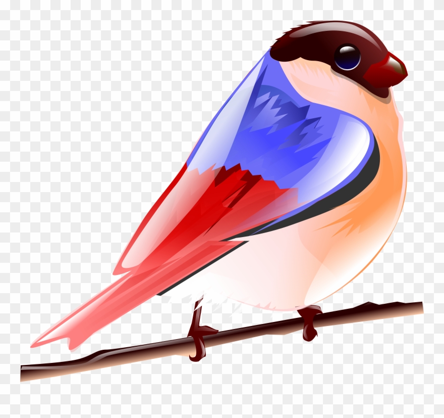 Birds Cartoon Png Colourful Clipart