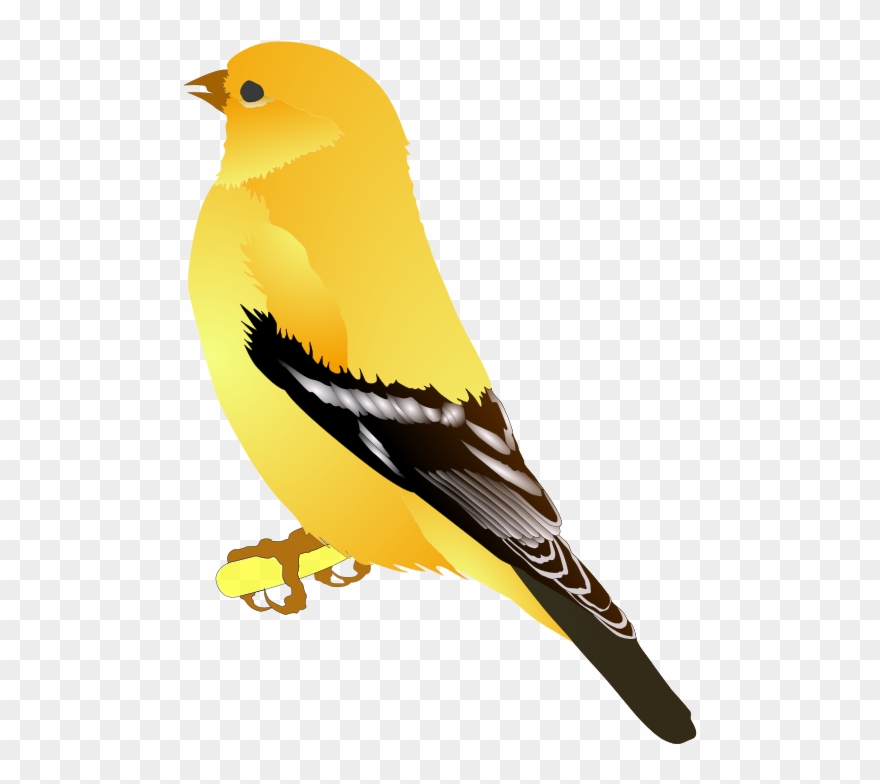 Finch Clip Art - Custom Yellow Bird Shower Curtain - Png Download