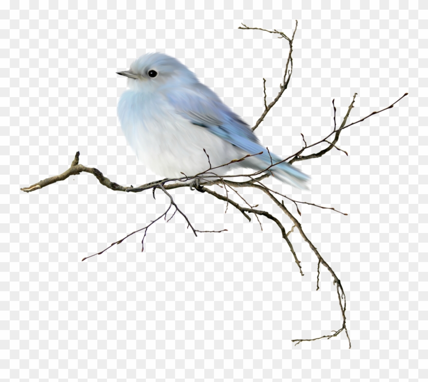 Watercolor Birds On A Branch Clipart