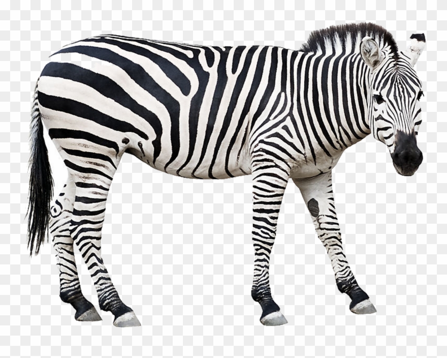 Picture Free Zebra Stock Photography Clip - Zebra Cut Out - Png Download
