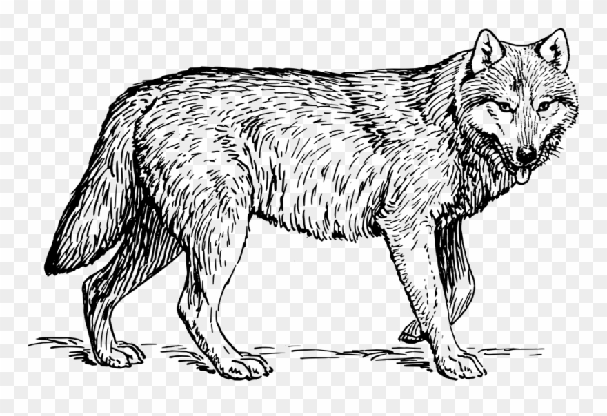 Animal - Wolf - Gray Wolf Black And White Clipart