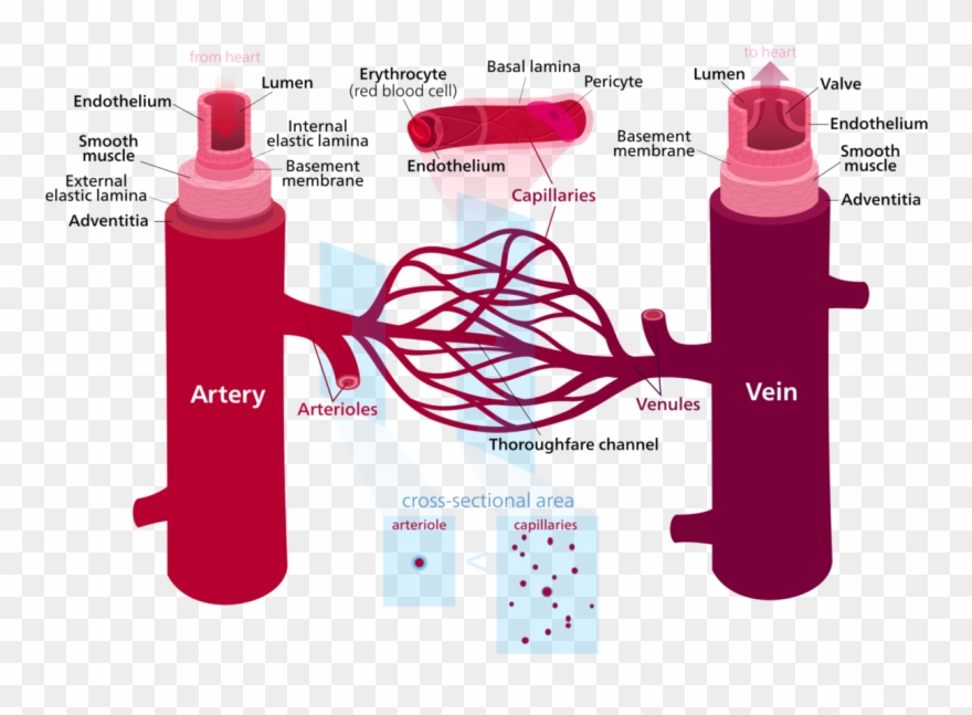 Blood Vessels Clipart