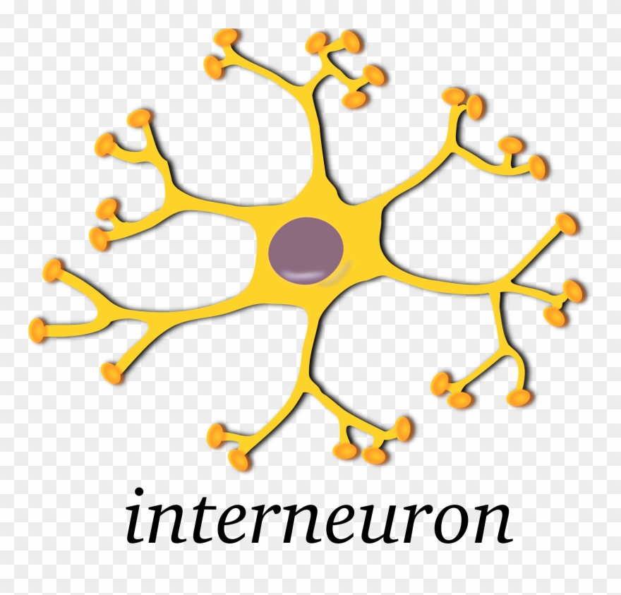 Free Neuron-interneuron - Interneuron Clipart - Png Download