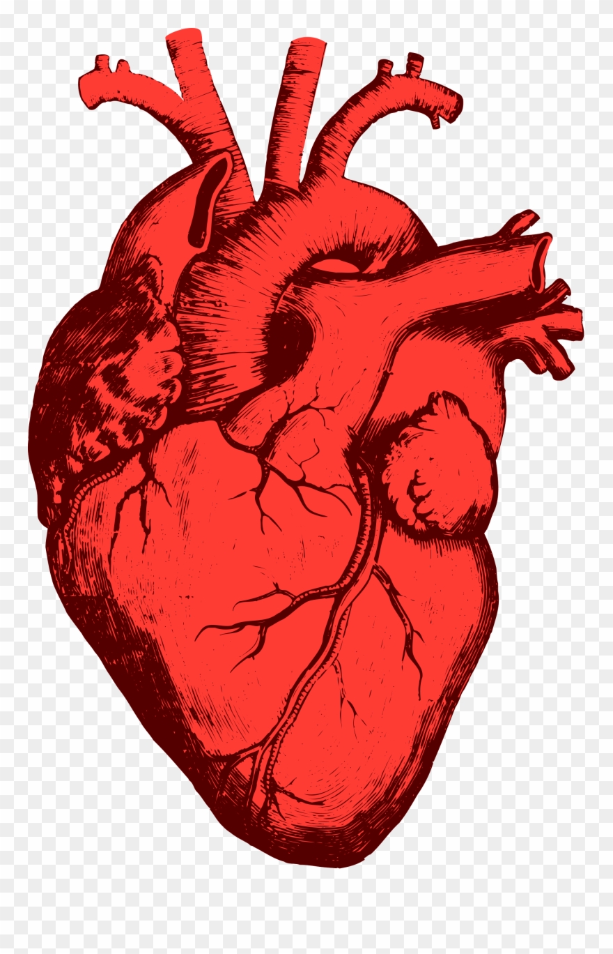 Engineered Heart Tissue Boosts Heart Function In Mice Clipart