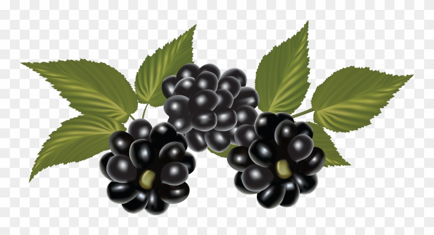 Blackberry, Clip Art, Blackberries, Rich Brunette, - Blackberry Png Fruit Transparent Png