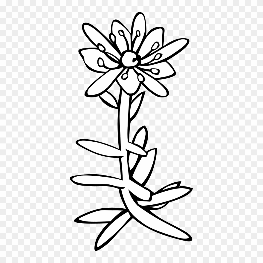 Get Notified Of Exclusive Freebies - Saxifrage Clip Art - Png Download