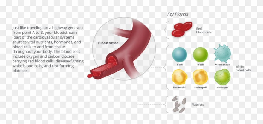 Blood Cancer Habitat - Circulatory System Clipart