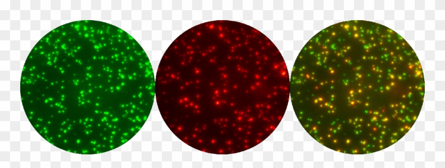 Fluorospot Staining - Fluorospot Clipart