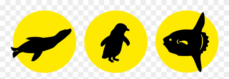 Dolphin & Whale Watching Tauranga - Bay Explorer Clipart