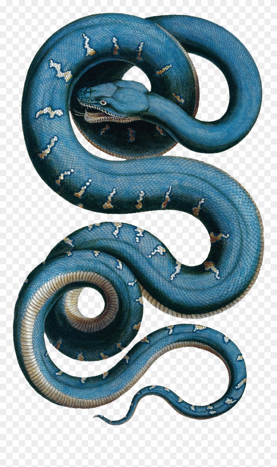 Snake Illustration - Albertus Seba Snake Clipart