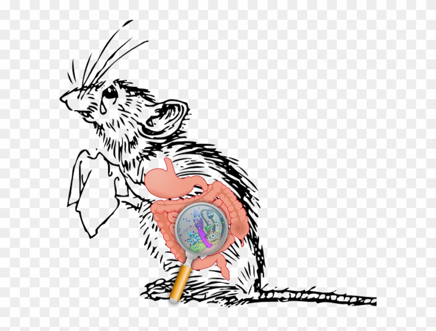 Inchworm Clipart Centipede - Mice Gut - Png Download