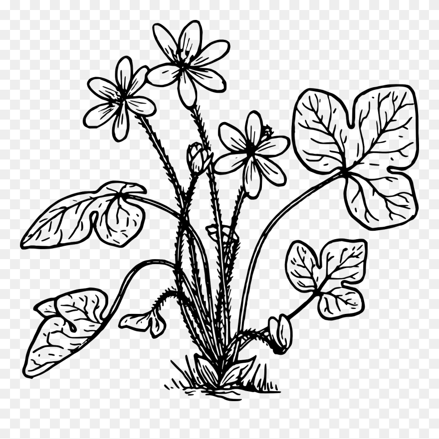 Liverwort Hepatica Coloring Book Flower - Plantas Hepaticas Para Colorear Clipart