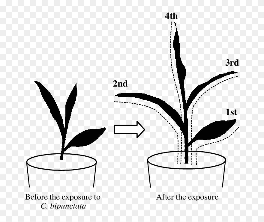 Schematic Of Maize During - Plant Experiment Drawing Clipart