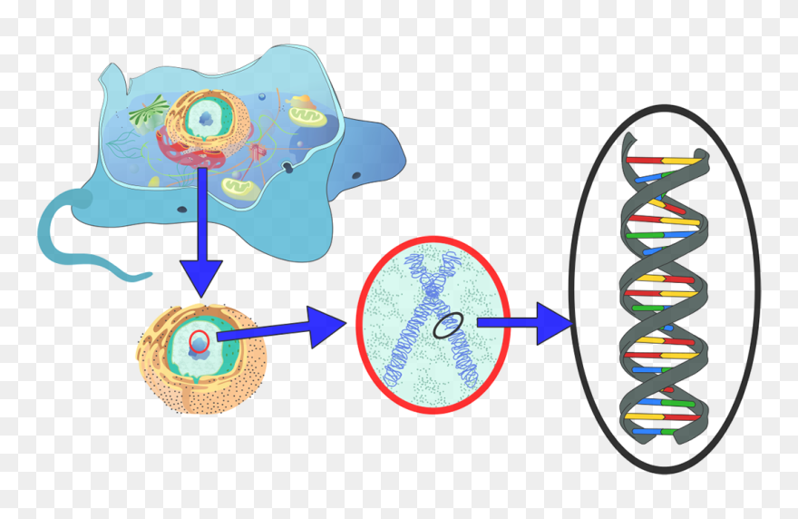 Dna Important To A Cell Clipart