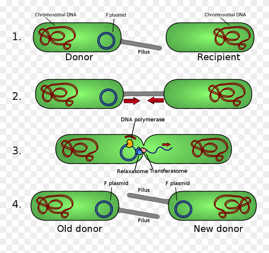Ape Plasmid Editor Free Download - Bacteria Conjugation Clipart
