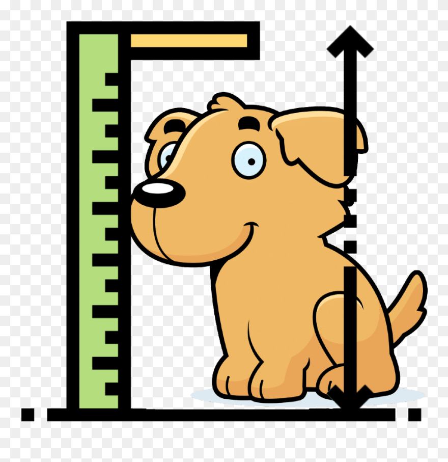 Golden Retriever Growth Chart For Puppies - Ruler Measuring Height Clipart - Png Download