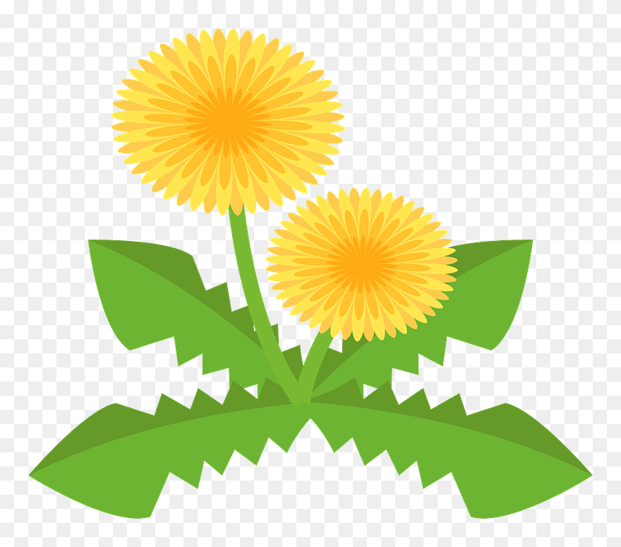 Dandelion Flower Clipart - Clip Art - Png Download