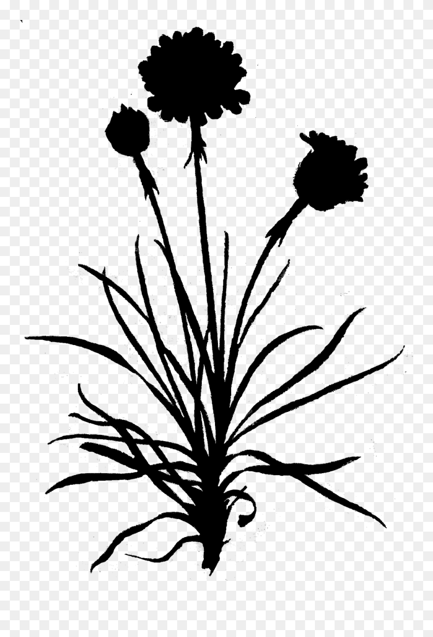 Dandelion Clip Art Leaf Floral Design - Clip Art - Png Download