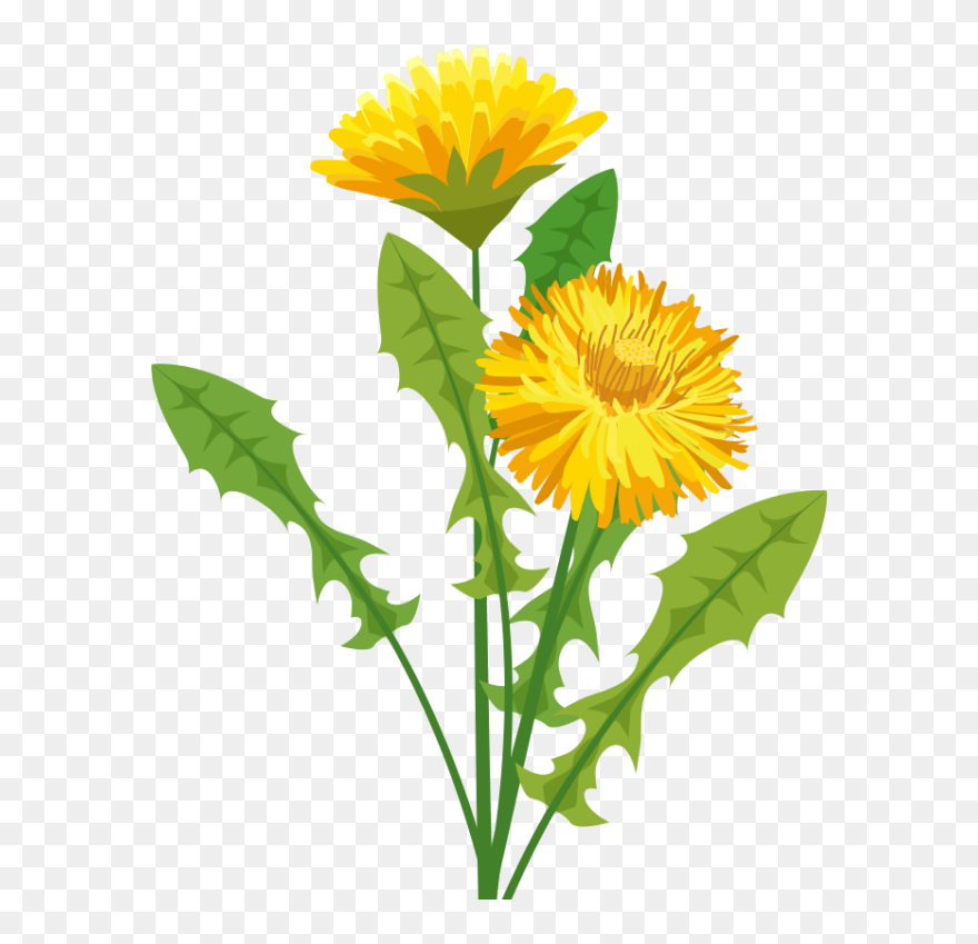 Dandelion Clipart Sunflower - Pissenlit Png Transparent Png