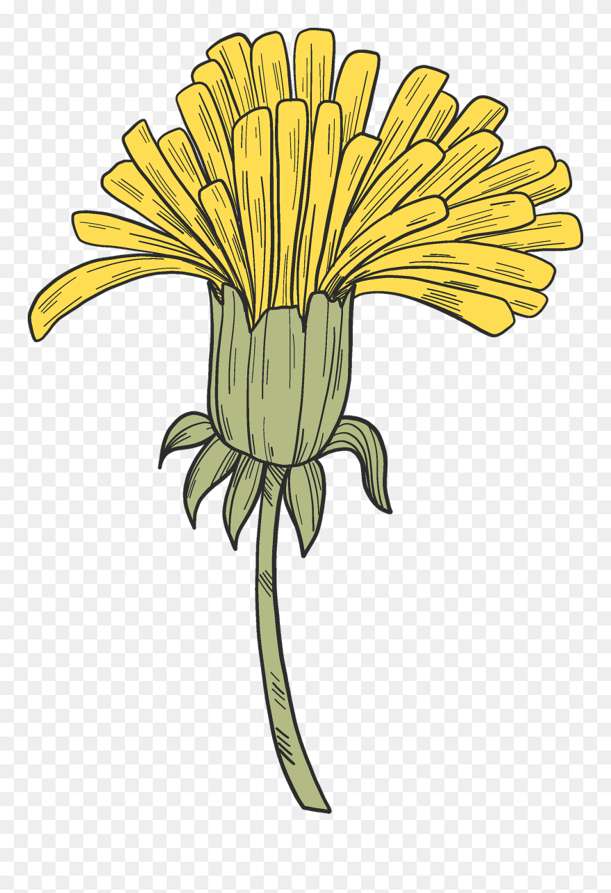 Lily Family Clipart