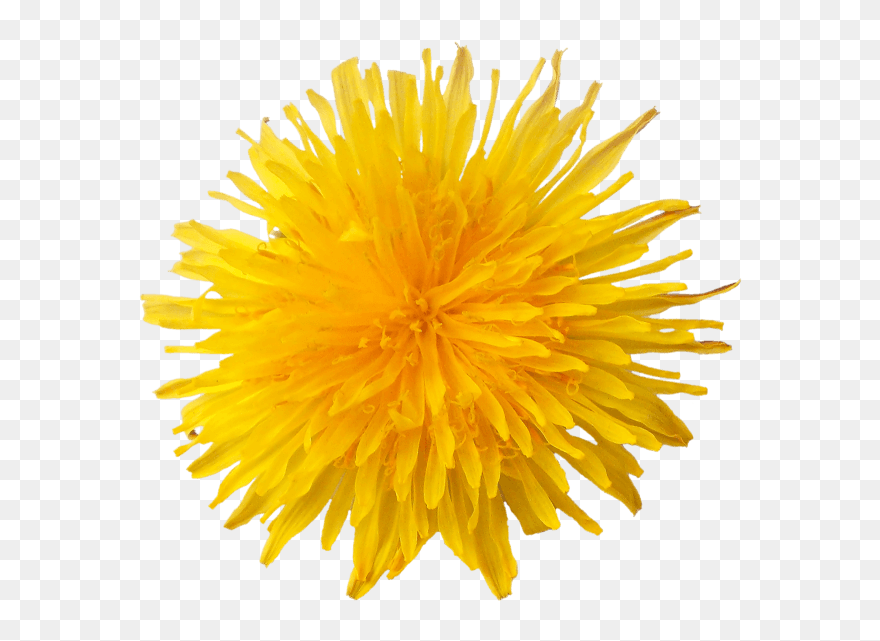 Dandelion-flower - Yellow Dandelion Png Free Clipart