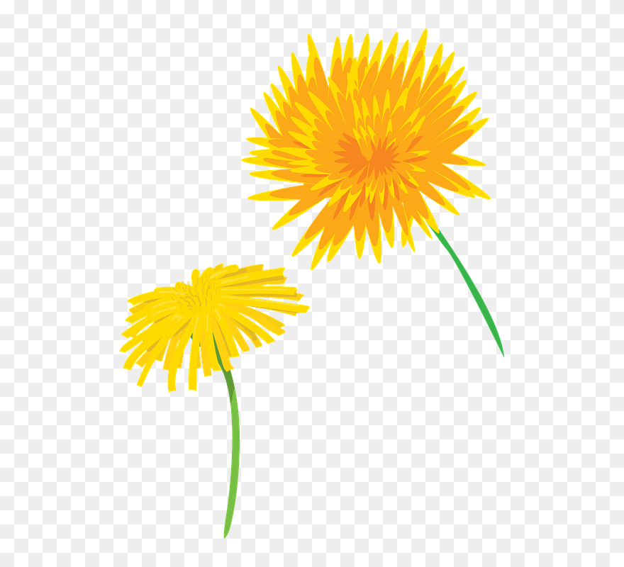 Dandelion Clipart