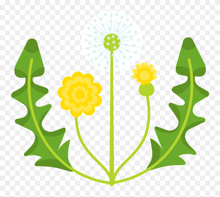 Dandelion Clipart - Png Download