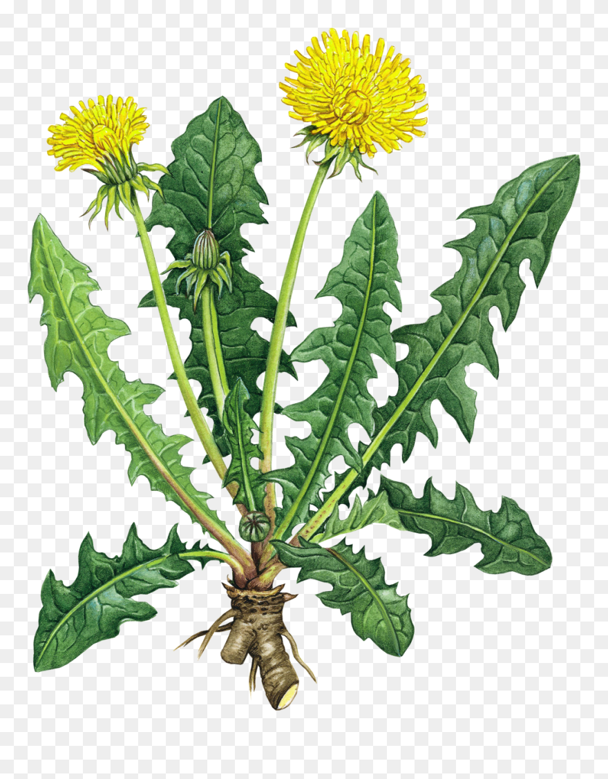 Transparent Dandelion Clipart Black And White - Dandelion Root Benefits - Png Download