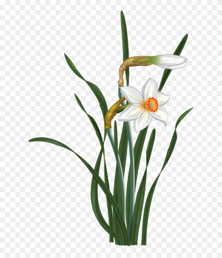 Narcissus Blooming White Flowers Png Clipart