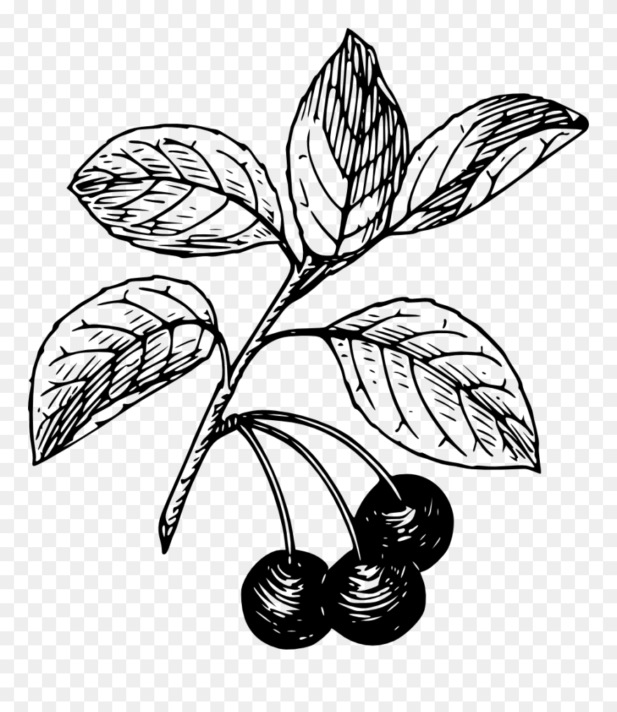 Cherry Clip Art - Png Download