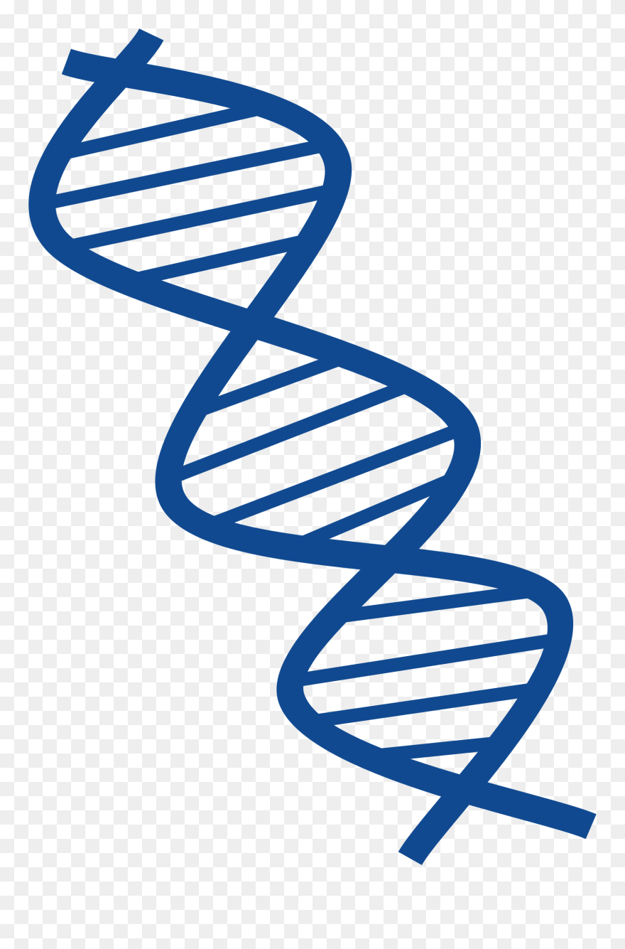 Transparent Ladder Clip Art - Clip Art Of Dna - Png Download