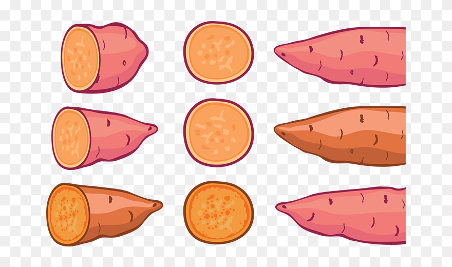 Sweet Potato Illustration Orange Clipart