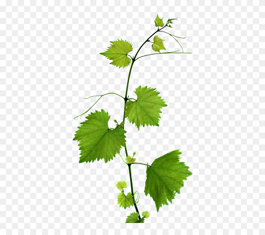 Clip Art Grape Leaves - Grape Branch Png Transparent Png
