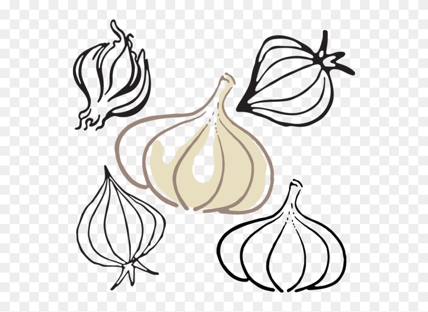 Garlic Clipart